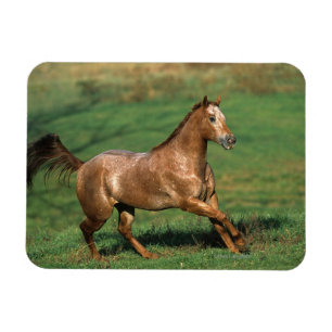 Paarden van Appaloosa die in Grassy Field lopen Magneet