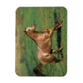 Paarden van Appaloosa die in Grassy Field lopen Magneet (Verticaal)