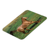 Paarden van Appaloosa die in Grassy Field lopen Magneet (Linkerzijde)