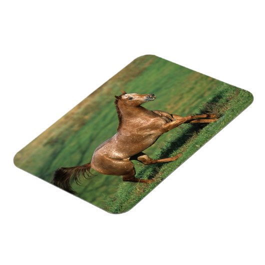 Paarden van Appaloosa die in Grassy Field lopen Magneet (Linkerzijde)