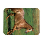 Paarden van Appaloosa die in Grassy Field lopen Magneet (Horizontaal)