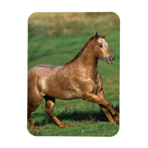 Paarden van Appaloosa die in Grassy Field lopen Magneet