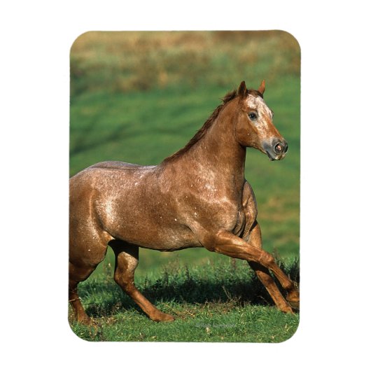 Paarden van Appaloosa die in Grassy Field lopen Magneet (Verticaal)