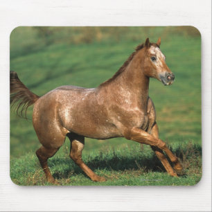 Paarden van Appaloosa die in Grassy Field lopen Muismat