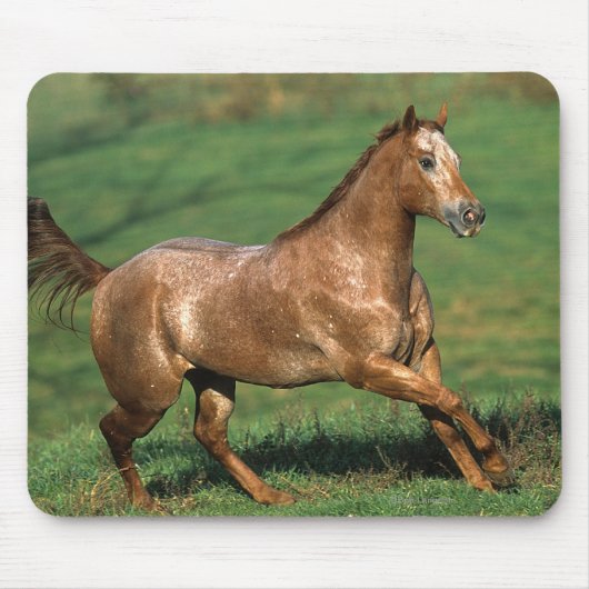 Paarden van Appaloosa die in Grassy Field lopen Muismat (Voorkant)