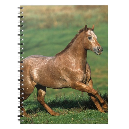 Paarden van Appaloosa die in Grassy Field lopen Notitieboek (Voorkant)