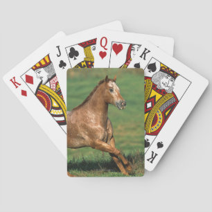 Paarden van Appaloosa die in Grassy Field lopen Pokerkaarten
