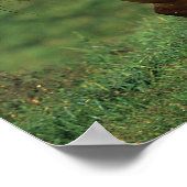 Paarden van Appaloosa die in Grassy Field lopen Poster (Hoek)