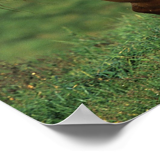 Paarden van Appaloosa die in Grassy Field lopen Poster (Hoek)