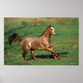 Paarden van Appaloosa die in Grassy Field lopen Poster (Voorkant)