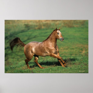 Paarden van Appaloosa die in Grassy Field lopen Poster