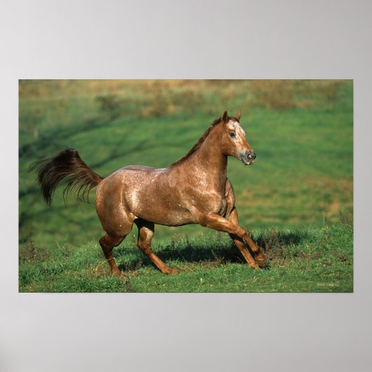 Paarden van Appaloosa die in Grassy Field lopen Poster (Voorkant)