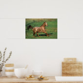 Paarden van Appaloosa die in Grassy Field lopen Poster (Keuken)