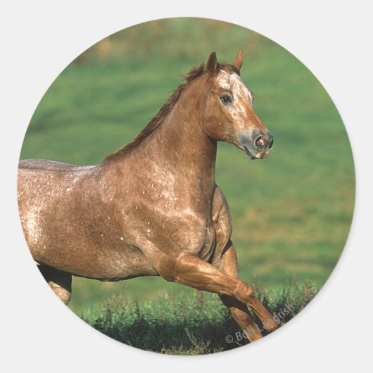 Paarden van Appaloosa die in Grassy Field lopen Ronde Sticker (Voorkant)
