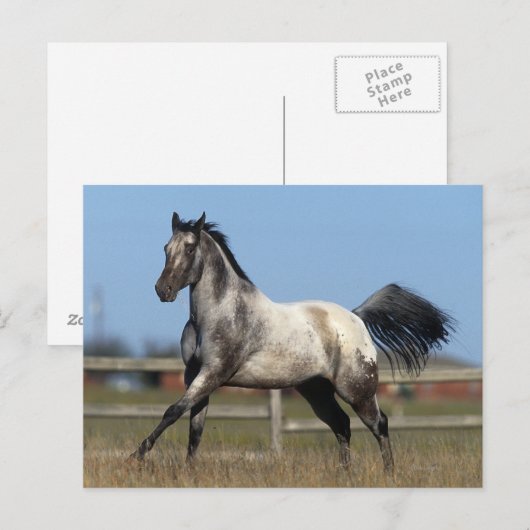 Paarden van Appaloosa die lopen 3 Briefkaart (Voorkant / Achterkant)