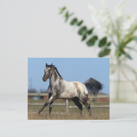 Paarden van Appaloosa die lopen 3 Briefkaart