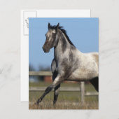 Paarden van Appaloosa die lopen 3 Briefkaart (Voorkant / Achterkant)