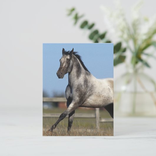 Paarden van Appaloosa die lopen 3 Briefkaart (Staand voorkant)