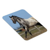 Paarden van Appaloosa die lopen 3 Magneet (Rechterzijde)