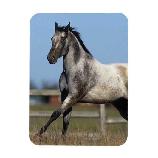 Paarden van Appaloosa die lopen 3 Magneet (Verticaal)