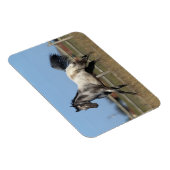 Paarden van Appaloosa die lopen 3 Magneet (Rechterzijde)