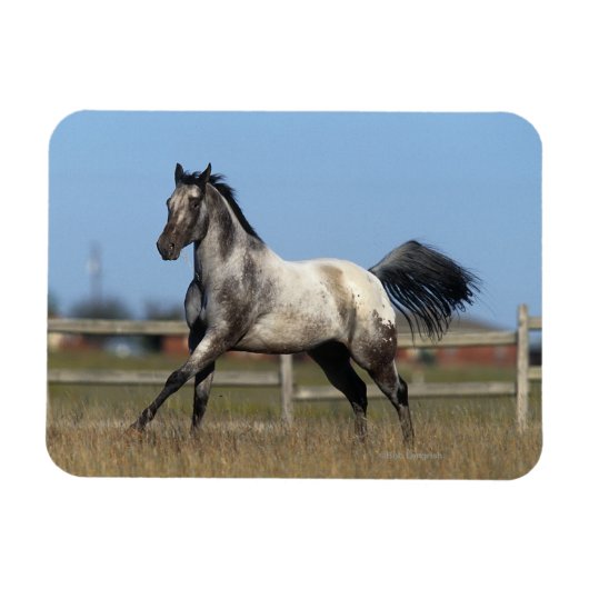 Paarden van Appaloosa die lopen 3 Magneet (Horizontaal)
