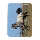 Paarden van Appaloosa die lopen 3 Magneet (Verticaal)