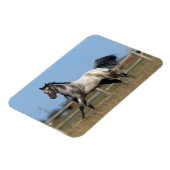 Paarden van Appaloosa die lopen 3 Magneet (Linkerzijde)