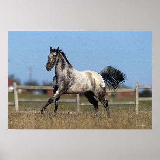 Paarden van Appaloosa die lopen 3 Poster (Voorkant)