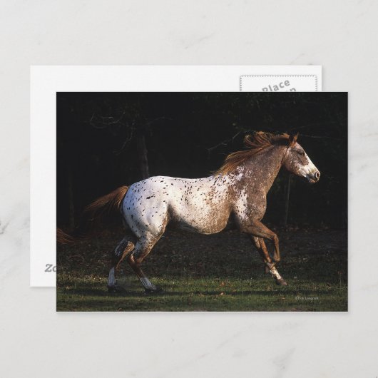 Paarden van Appaloosa die lopen 4 Briefkaart (Voorkant / Achterkant)
