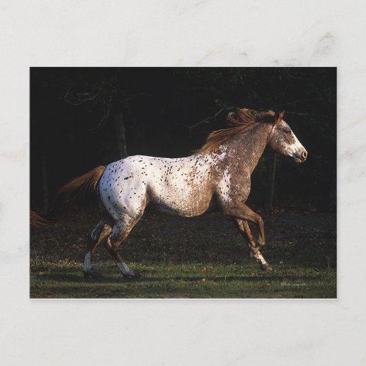 Paarden van Appaloosa die lopen 4 Briefkaart (Voorkant)