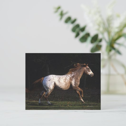 Paarden van Appaloosa die lopen 4 Briefkaart (Staand voorkant)