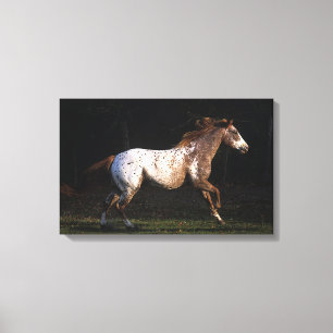 Paarden van Appaloosa die lopen 4 Canvas Afdruk