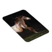 Paarden van Appaloosa die lopen 4 Magneet (Rechterzijde)