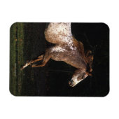 Paarden van Appaloosa die lopen 4 Magneet (Horizontaal)