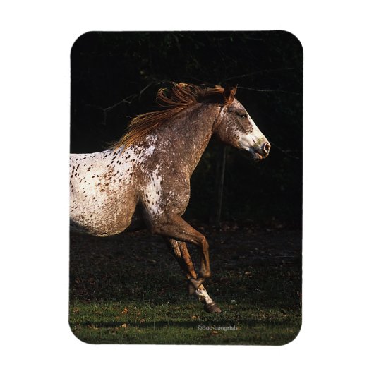 Paarden van Appaloosa die lopen 4 Magneet (Verticaal)