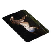 Paarden van Appaloosa die lopen 4 Magneet (Rechterzijde)