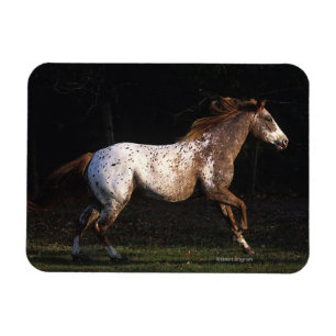 Paarden van Appaloosa die lopen 4 Magneet