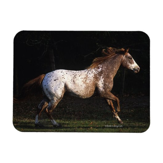 Paarden van Appaloosa die lopen 4 Magneet (Horizontaal)
