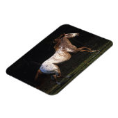 Paarden van Appaloosa die lopen 4 Magneet (Linkerzijde)