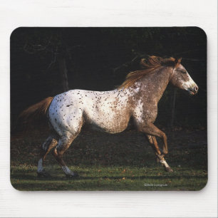 Paarden van Appaloosa die lopen 4 Muismat