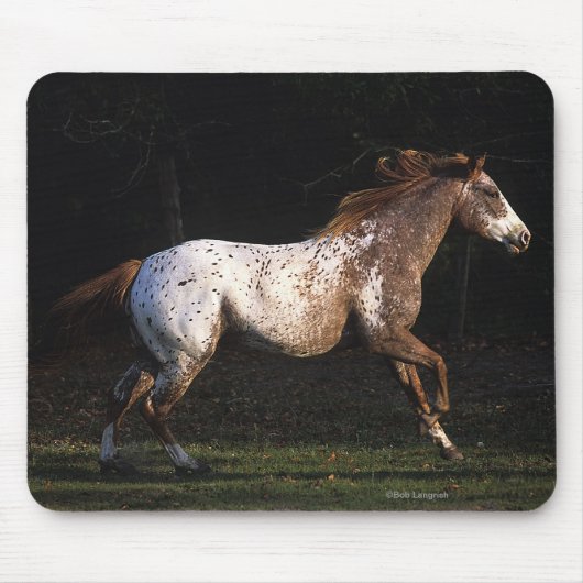 Paarden van Appaloosa die lopen 4 Muismat (Voorkant)