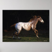 Paarden van Appaloosa die lopen 4 Poster (Voorkant)