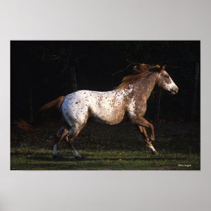 Paarden van Appaloosa die lopen 4 Poster