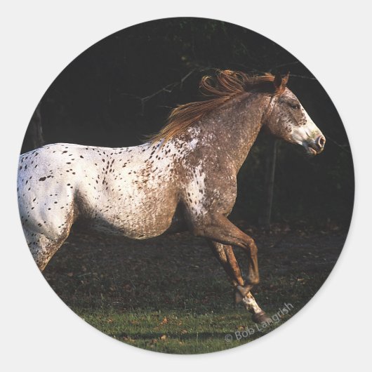 Paarden van Appaloosa die lopen 4 Ronde Sticker (Voorkant)