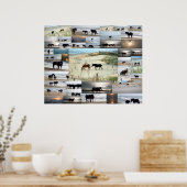 Paarden van Carova Poster (Keuken)