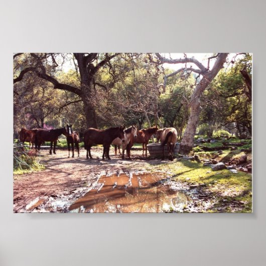 Paarden van de watering-hol drie rivieren Californ Poster (Voorkant)
