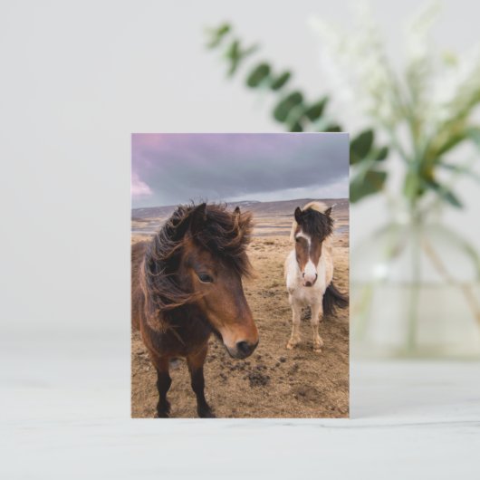 Paarden van IJsland Briefkaart (Staand voorkant)