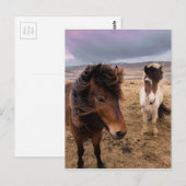 Paarden van IJsland Briefkaart (Voorkant / Achterkant)