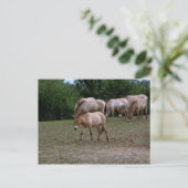 Paarden van Przewalski Briefkaart (Staand voorkant)